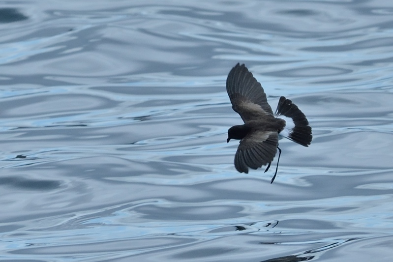 Sierlijk stormvogeltje